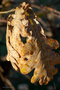 DSC_0035-Enhanced.jpg