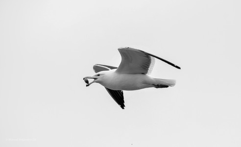 DSC_0273.jpg