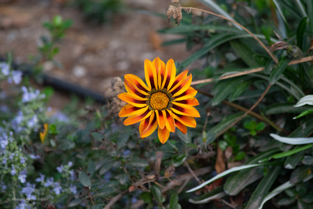 DSC_0286.jpg