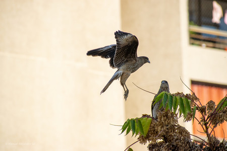 DSC_0301.jpg
