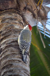 DSC_0349.jpg
