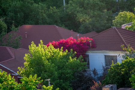 DSC_0369-2.jpg