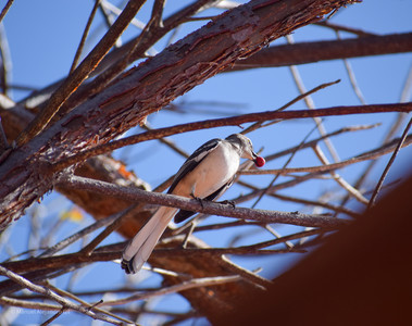 DSC_0385.jpg