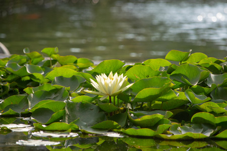 DSC_0450.jpg