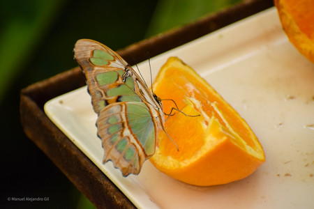 DSC_0452.jpg